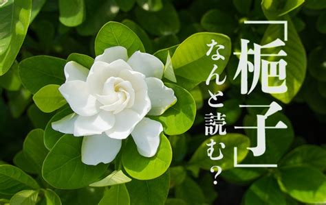 梔子|「梔子」はどんな花？ 花言葉は？ 読み方や由来も紹介 